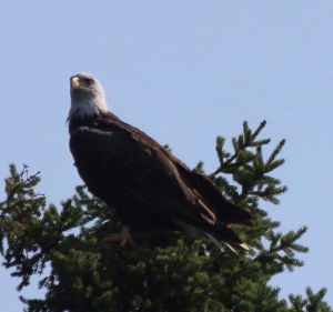 bald eagle